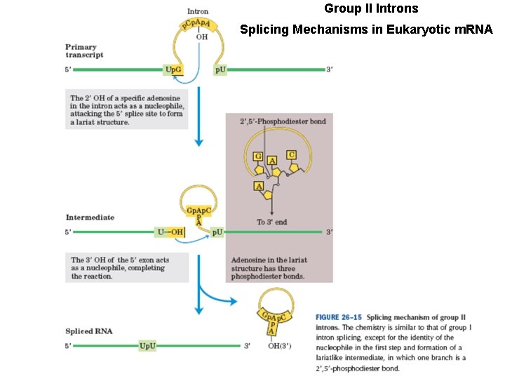 Group II Introns Splicing Mechanisms in Eukaryotic m. RNA 