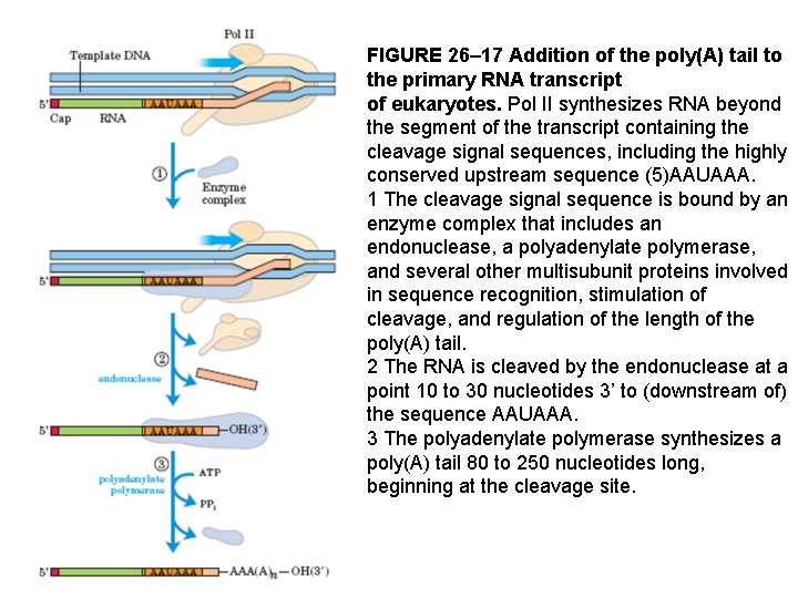 FIGURE 26– 17 Addition of the poly(A) tail to the primary RNA transcript of