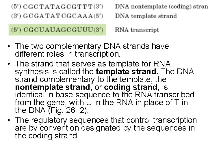  • The two complementary DNA strands have different roles in transcription. • The