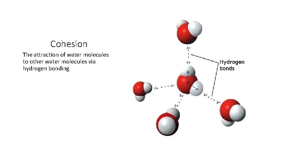 Cohesion The attraction of water molecules to other water molecules via hydrogen bonding 