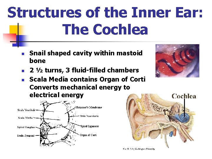 Structures of the Inner Ear: The Cochlea n n n Snail shaped cavity within Structures of the Inner Ear: The Cochlea n n n Snail shaped cavity within