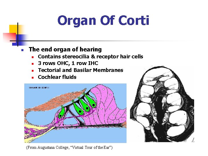 Organ Of Corti n The end organ of hearing n n Contains stereocilia & Organ Of Corti n The end organ of hearing n n Contains stereocilia &