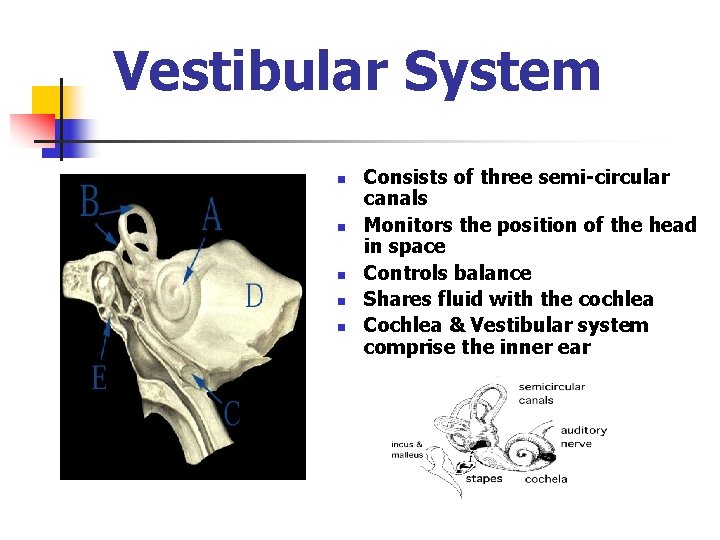 Vestibular System n n n Consists of three semi-circular canals Monitors the position of Vestibular System n n n Consists of three semi-circular canals Monitors the position of