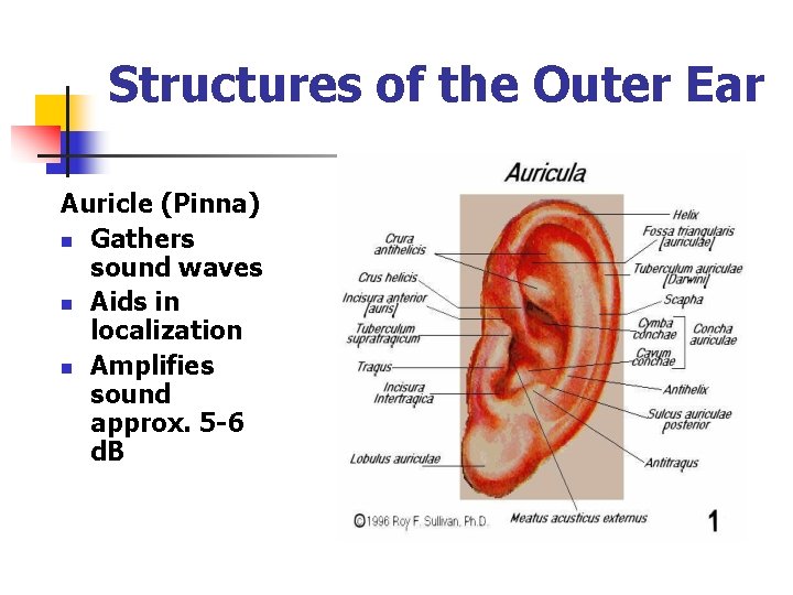 Structures of the Outer Ear Auricle (Pinna) n Gathers sound waves n Aids in Structures of the Outer Ear Auricle (Pinna) n Gathers sound waves n Aids in
