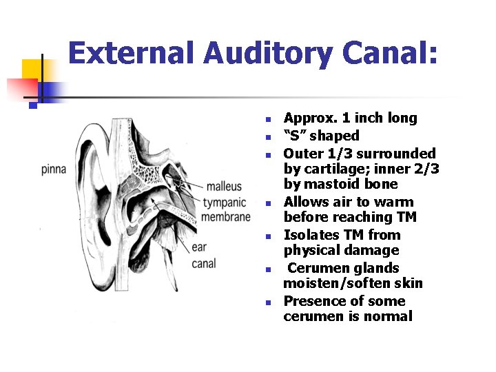 External Auditory Canal: n n n n Approx. 1 inch long “S” shaped Outer External Auditory Canal: n n n n Approx. 1 inch long “S” shaped Outer