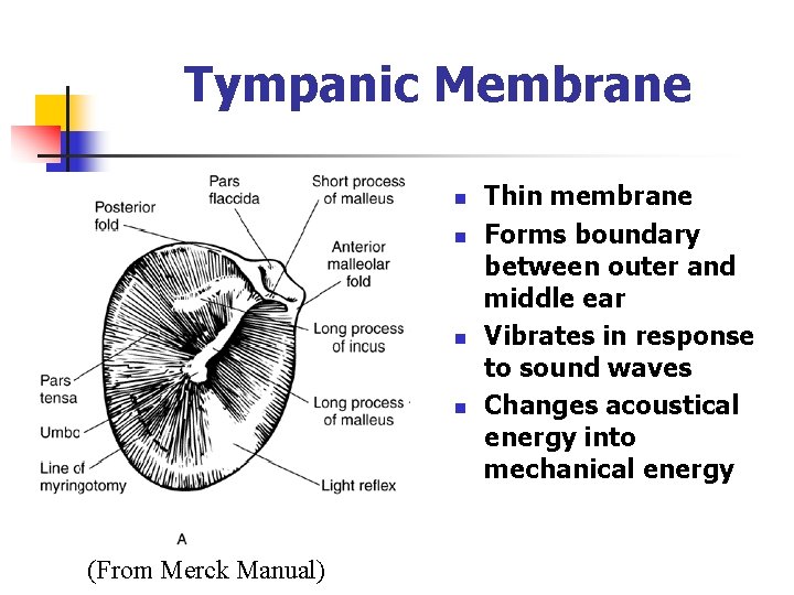 Tympanic Membrane n n (From Merck Manual) Thin membrane Forms boundary between outer and Tympanic Membrane n n (From Merck Manual) Thin membrane Forms boundary between outer and