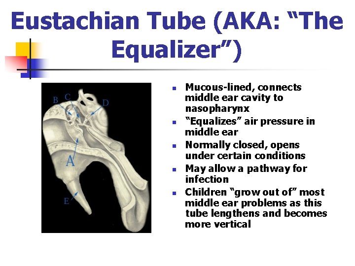 Eustachian Tube (AKA: “The Equalizer”) n n n Mucous-lined, connects middle ear cavity to Eustachian Tube (AKA: “The Equalizer”) n n n Mucous-lined, connects middle ear cavity to