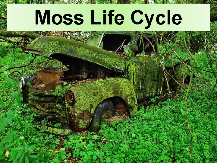 Moss Life Cycle Moss Life Cycle
