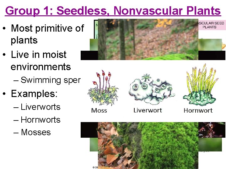 Group 1: Seedless, Nonvascular Plants • Most primitive of plants • Live in moist Group 1: Seedless, Nonvascular Plants • Most primitive of plants • Live in moist