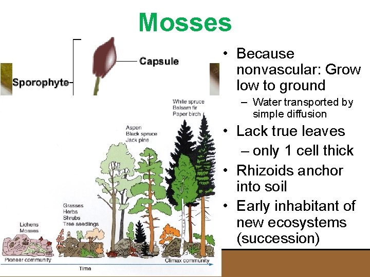 Mosses • Because nonvascular: Grow low to ground – Water transported by simple diffusion Mosses • Because nonvascular: Grow low to ground – Water transported by simple diffusion