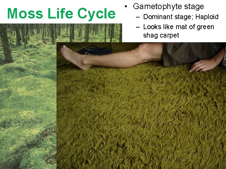 Moss Life Cycle • Gametophyte stage – Dominant stage; Haploid – Looks like mat Moss Life Cycle • Gametophyte stage – Dominant stage; Haploid – Looks like mat