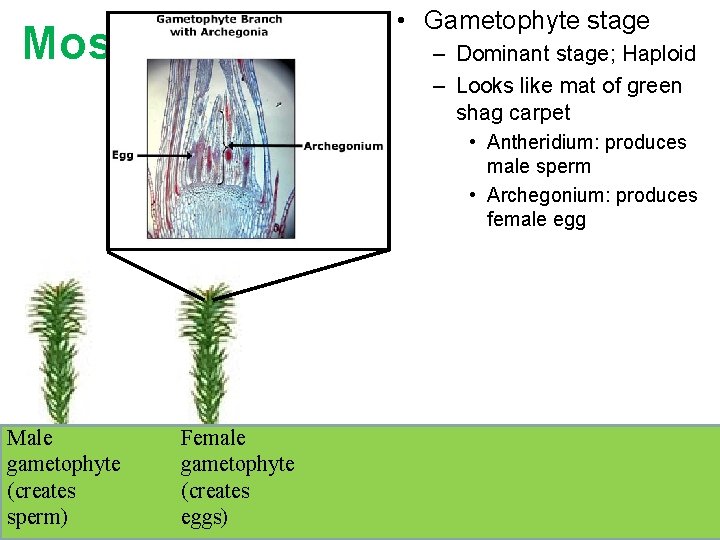 Moss Life Cycle • Gametophyte stage – Dominant stage; Haploid – Looks like mat Moss Life Cycle • Gametophyte stage – Dominant stage; Haploid – Looks like mat
