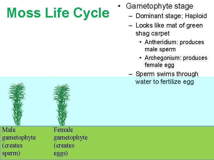 Moss Life Cycle • Gametophyte stage – Dominant stage; Haploid – Looks like mat Moss Life Cycle • Gametophyte stage – Dominant stage; Haploid – Looks like mat