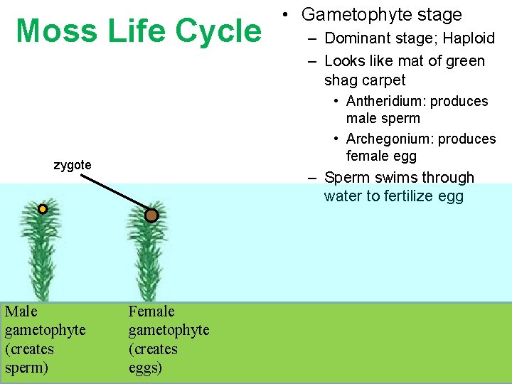 Moss Life Cycle – Dominant stage; Haploid – Looks like mat of green shag Moss Life Cycle – Dominant stage; Haploid – Looks like mat of green shag