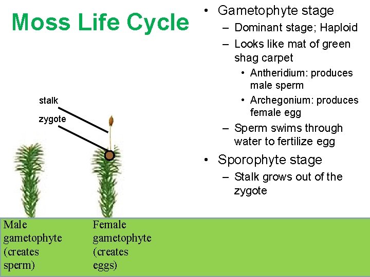 Moss Life Cycle • Gametophyte stage – Dominant stage; Haploid – Looks like mat Moss Life Cycle • Gametophyte stage – Dominant stage; Haploid – Looks like mat