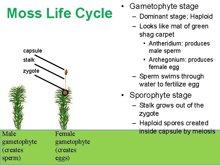 Moss Life Cycle • Gametophyte stage – Dominant stage; Haploid – Looks like mat Moss Life Cycle • Gametophyte stage – Dominant stage; Haploid – Looks like mat