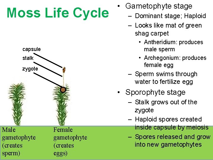 Moss Life Cycle capsule stalk zygote . . • Gametophyte stage – Dominant stage; Moss Life Cycle capsule stalk zygote . . • Gametophyte stage – Dominant stage;