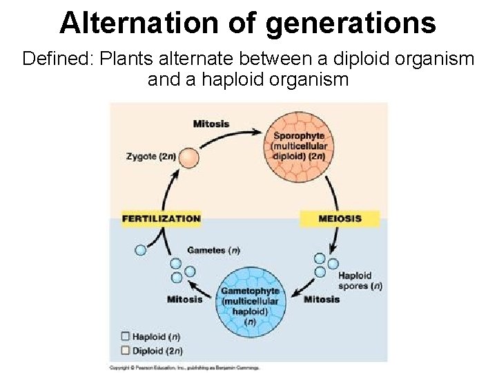 Alternation of generations Defined: Plants alternate between a diploid organism and a haploid organism Alternation of generations Defined: Plants alternate between a diploid organism and a haploid organism