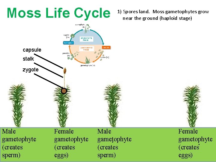 Moss Life Cycle 1) Spores land. Moss gametophytes grow near the ground (haploid stage) Moss Life Cycle 1) Spores land. Moss gametophytes grow near the ground (haploid stage)