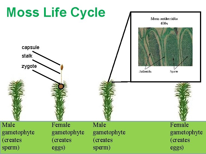 Moss Life Cycle capsule stalk zygote Male gametophyte (creates sperm) Female gametophyte (creates eggs) Moss Life Cycle capsule stalk zygote Male gametophyte (creates sperm) Female gametophyte (creates eggs)