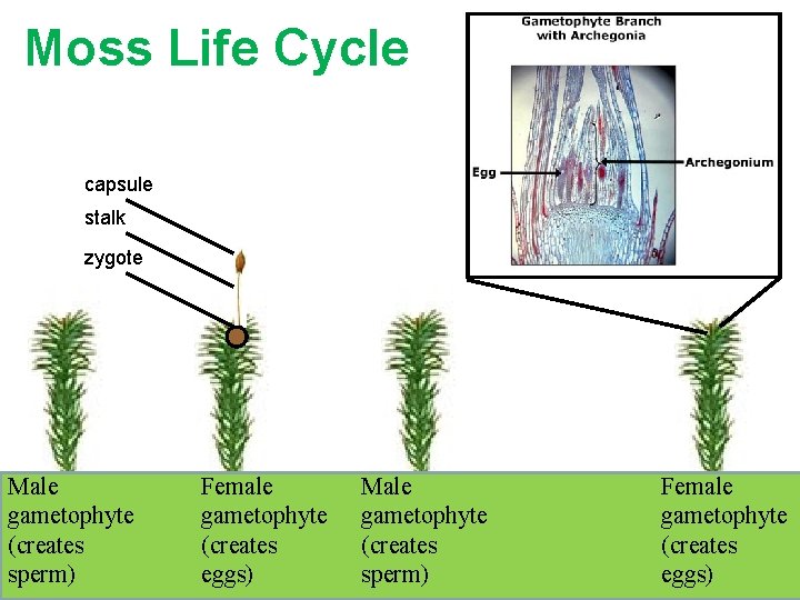 Moss Life Cycle capsule stalk zygote Male gametophyte (creates sperm) Female gametophyte (creates eggs) Moss Life Cycle capsule stalk zygote Male gametophyte (creates sperm) Female gametophyte (creates eggs)