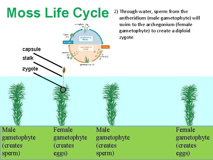 Moss Life Cycle 2) Through water, sperm from the antheridium (male gametophyte) will swim Moss Life Cycle 2) Through water, sperm from the antheridium (male gametophyte) will swim