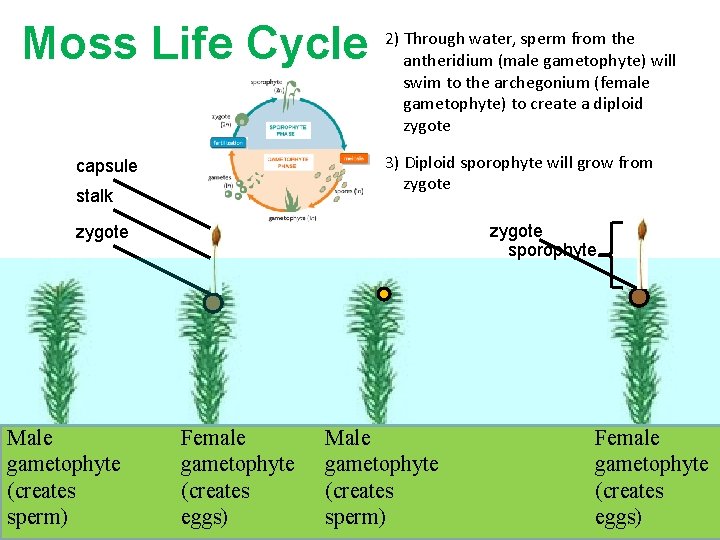 Moss Life Cycle 2) Through water, sperm from the antheridium (male gametophyte) will swim Moss Life Cycle 2) Through water, sperm from the antheridium (male gametophyte) will swim
