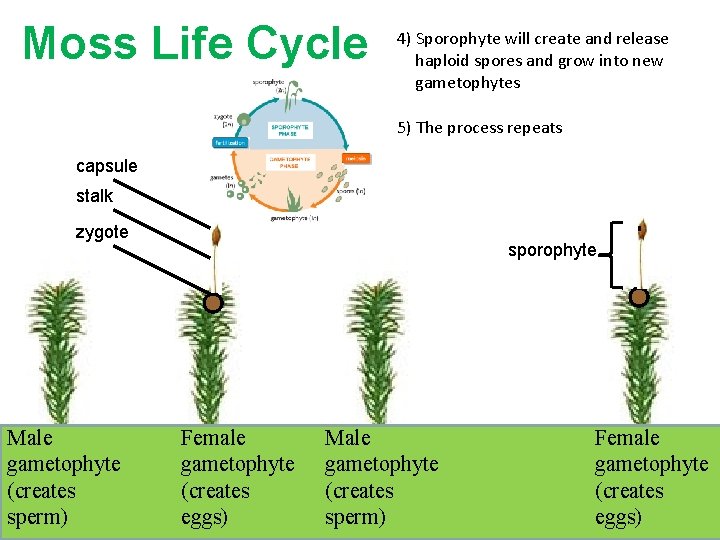 Moss Life Cycle 4) Sporophyte will create and release haploid spores and grow into Moss Life Cycle 4) Sporophyte will create and release haploid spores and grow into