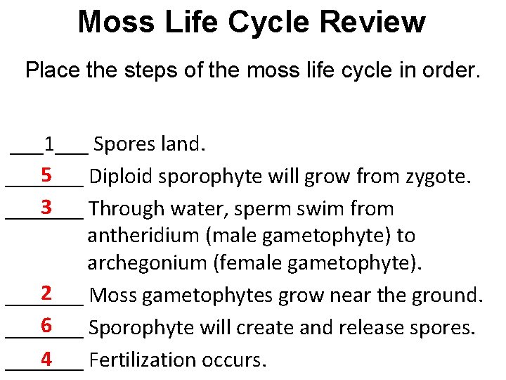 Moss Life Cycle Review Place the steps of the moss life cycle in order. Moss Life Cycle Review Place the steps of the moss life cycle in order.