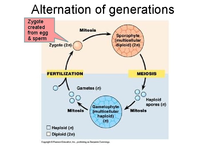 Alternation of generations Zygote created from egg & sperm Alternation of generations Zygote created from egg & sperm