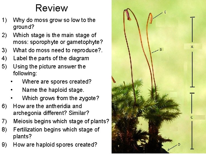 Review 1) 2) 3) 4) 5) 6) 7) 8) 9) Why do moss grow Review 1) 2) 3) 4) 5) 6) 7) 8) 9) Why do moss grow