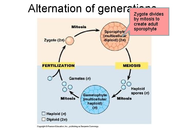 Alternation of generations Zygote divides by mitosis to create adult sporophyte Alternation of generations Zygote divides by mitosis to create adult sporophyte