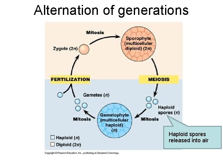 Alternation of generations Haploid spores released into air Alternation of generations Haploid spores released into air