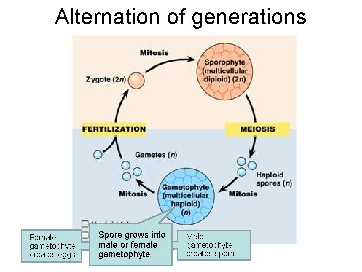 Alternation of generations Female gametophyte creates eggs Spore grows into male or female gametophyte Alternation of generations Female gametophyte creates eggs Spore grows into male or female gametophyte