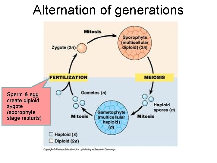 Alternation of generations Sperm & egg create diploid zygote (sporophyte stage restarts) Alternation of generations Sperm & egg create diploid zygote (sporophyte stage restarts)