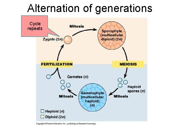 Alternation of generations Cycle repeats Alternation of generations Cycle repeats