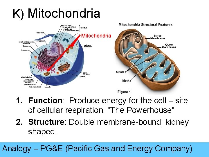 K) Mitochondria 1. Function: Produce energy for the cell – site of cellular respiration.