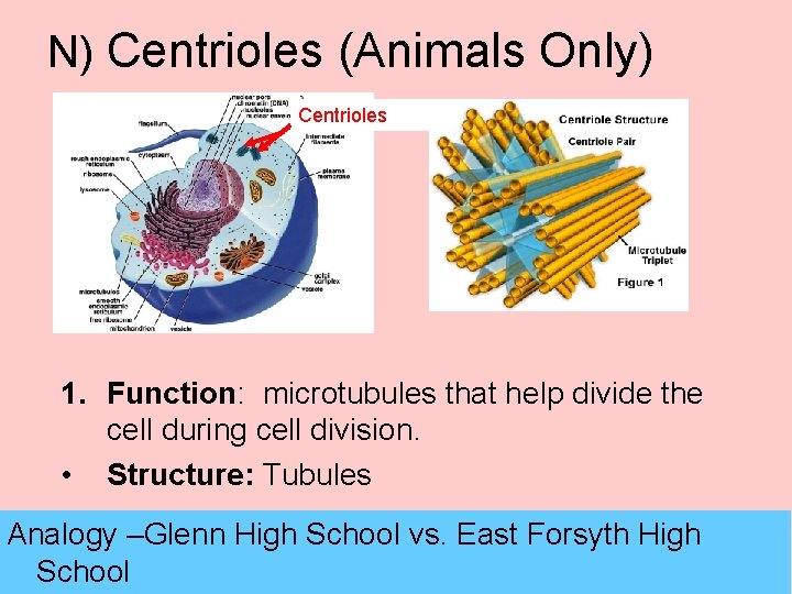 N) Centrioles (Animals Only) Centrioles 1. Function: microtubules that help divide the cell during