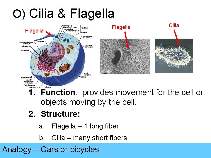 O) Cilia & Flagella Cilia 1. Function: provides movement for the cell or objects