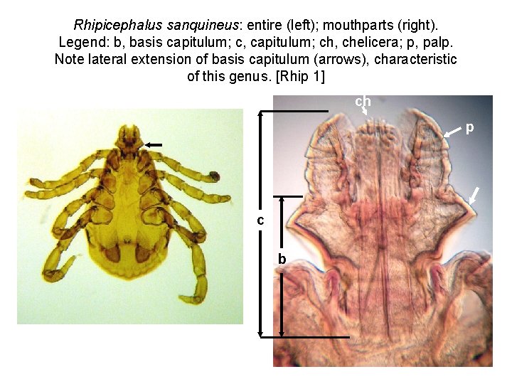 Rhipicephalus sanquineus: entire (left); mouthparts (right). Legend: b, basis capitulum; c, capitulum; ch, chelicera;