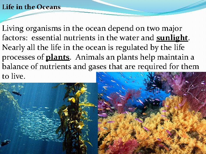 Life in the Oceans Living organisms in the ocean depend on two major factors: