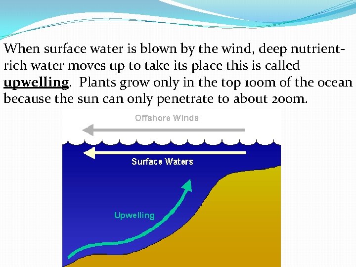 When surface water is blown by the wind, deep nutrientrich water moves up to