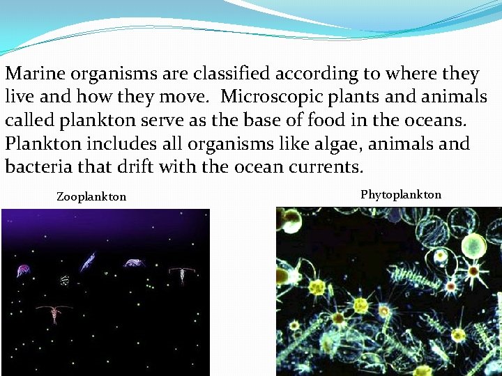 Marine organisms are classified according to where they live and how they move. Microscopic