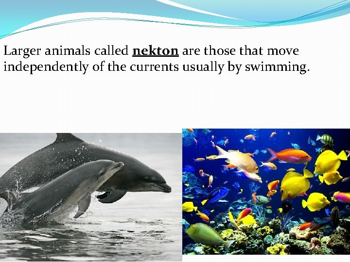 Larger animals called nekton are those that move independently of the currents usually by