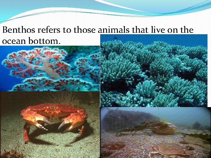 Benthos refers to those animals that live on the ocean bottom. 