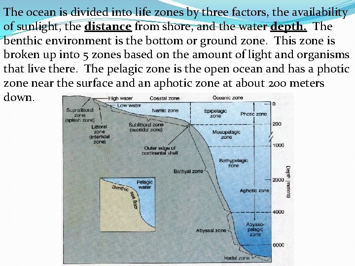 The ocean is divided into life zones by three factors, the availability of sunlight,