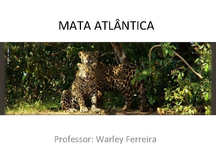 MATA ATL NTICA Professor: Warley Ferreira 
