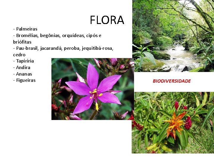 FLORA - Palmeiras - Bromélias, begônias, orquídeas, cipós e briófitas - Pau-brasil, jacarandá, peroba,