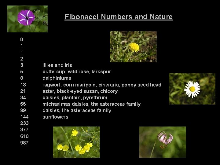 Fibonacci Numbers and Nature 0 1 1 2 3 5 8 13 21 34