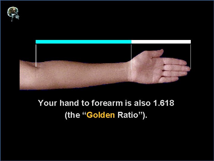 Your hand to forearm is also 1. 618 (the “Golden Ratio”). 